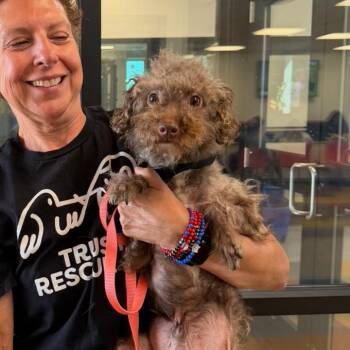 CADDY -  Poodle Dog for Adoption in Waterford, New Jersey - CADDY | PetCurious