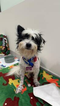 Rescue Terrier and Chinese Crested Dog Dogs for Adoption in West Hollywood, California - Beetlejuice | PetCurious