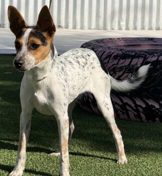 Speck - only 14 lbs, a true gentleman -  Chihuahua and Cattle Dog Dog for Adoption in Hondo, Texas - Speck - Only 14 Lbs, A True Gentleman | PetCurious