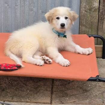 Dixie Belle -  Great Pyrenees Dog for Adoption in Roswell, Georgia - Dixie Belle | PetCurious