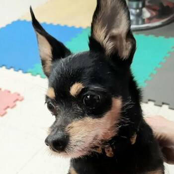 Chihuahua and Mixed Breed Dogs Available for Adoption in Olathe, Kansas - Charlie Boy | PetCurious