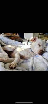 Sam -  Terrier and Beagle Dog for Adoption in New Haven, Connecticut - Sam | PetCurious