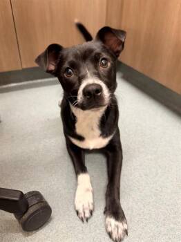 Chihuahua Dogs Available for Adoption in Baytown, Texas - MEL | PetCurious