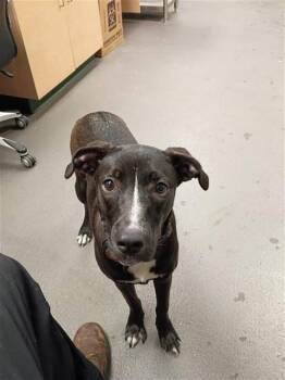 LIL GIRL -  Labrador Retriever Dog for Adoption in Corpus Christi, Texas - LIL GIRL | PetCurious