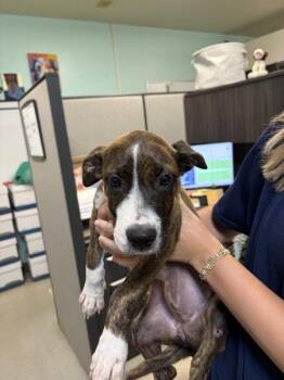 Potato -  Pit Bull Terrier Dog for Adoption in Mobile, Alabama - Potato | PetCurious