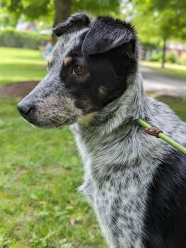 Alice -  Australian Cattle Dog Blue Heeler Dog for Adoption in New Windsor, New York - Alice | PetCurious