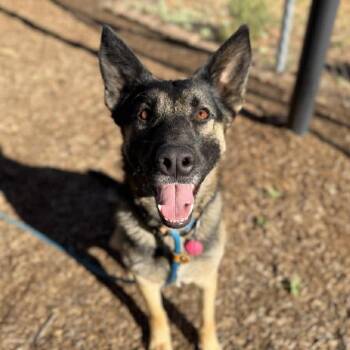 Willow -  German Shepherd Dog Dog for Adoption in Ramona, California - Willow | PetCurious