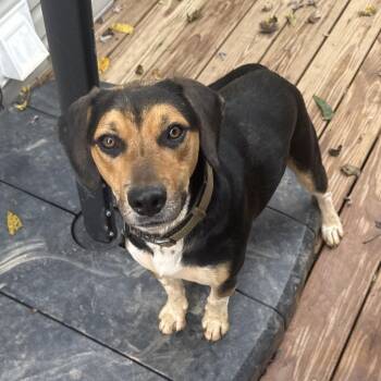 Gee* -  Beagle and Border Collie Dog for Adoption in Waynesville, North Carolina - Gee* | PetCurious
