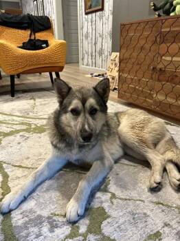 RYMAN -  Husky and German Shepherd Dog Dog for Adoption - RYMAN | PetCurious
