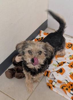 Hannah -  Yorkshire Terrier Dog for Adoption in Osage Beach, Missouri - Hannah | PetCurious