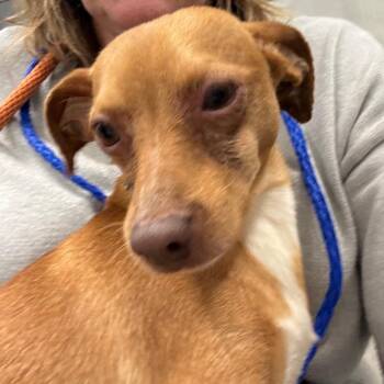 Frappe -  Chihuahua Dog for Adoption in Oak Brook, Illinois - Frappe | PetCurious