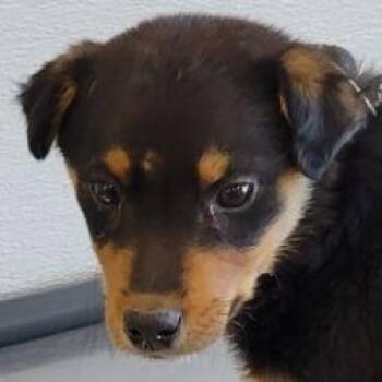 Mixed Breed Dogs Available for Adoption in Las Cruces, New Mexico - Pieces | PetCurious