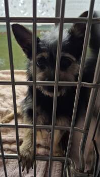 Terrier Dogs Available for Adoption in Lawrenceville, Georgia - Pen 236 Remmy | PetCurious