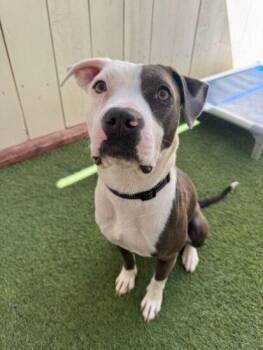 Rocklin -  Pit Bull Terrier Dog for Adoption in Encinitas, California - Rocklin | PetCurious
