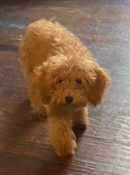Fancy -  Poodle Dog for Adoption in Dallas, Texas - Fancy | PetCurious