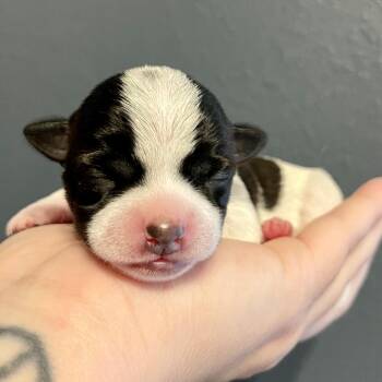 Minnie -  Terrier and Mixed Breed Dog for Adoption in Durango, Colorado - Minnie | PetCurious