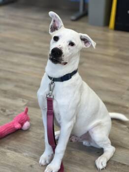 Blanco -  Labrador Retriever Dog for Adoption in Benbrook, Texas - Blanco | PetCurious