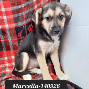 Marcella -  Husky Dog for Adoption in New Tazewell, Tennessee - Marcella | PetCurious