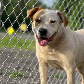 Rescue Labrador Retriever and Mixed Breed Dogs for Adoption in Gordonsville, Tennessee - Jax | PetCurious