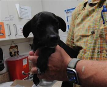 PLUTO -  Dachshund and Mixed Breed Dog for Adoption in Albuquerque, New Mexico - PLUTO | PetCurious
