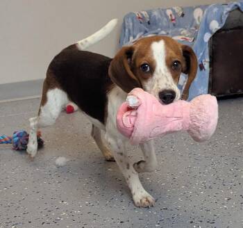 Kermit -  Beagle and Mixed Breed Dog for Adoption in Yankton, South Dakota - Kermit | PetCurious