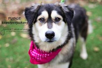 Pudge -  Mixed Breed Dog for Adoption in Kansas City, Missouri - Pudge | PetCurious