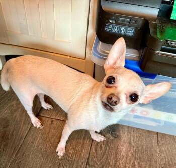 Chihuahua Dogs Available for Adoption in Tifton, Georgia - Vee | PetCurious