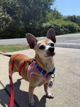 Paris -  Mixed Breed Dog for Adoption in Alexandria, Virginia - Paris | PetCurious