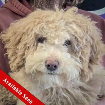 Bernese Mountain Dog and Poodle Dogs Available for Adoption - Jellybean | PetCurious