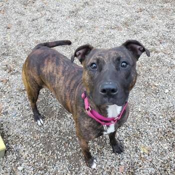Nala -  Pit Bull Terrier Dog for Adoption in Marseilles, Illinois - Nala | PetCurious