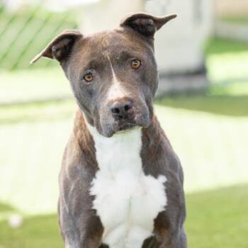 ODESSA -  Pit Bull Terrier Dog for Adoption in Camarillo, California - ODESSA | PetCurious