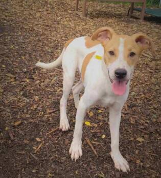 Jagger -  Hound Dog for Adoption in Ringwood, New Jersey - Jagger | PetCurious