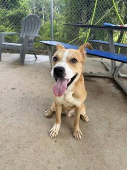 CREW -  Labrador Retriever and Mixed Breed Dog for Adoption in Charlotte, North Carolina - CREW | PetCurious