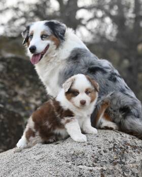 Rescue Australian Shepherd Dogs for Adoption in Richmond, Indiana - Max | PetCurious
