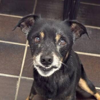 Tavi -  Rat Terrier Dog for Adoption in Auburn, Nebraska - Tavi | PetCurious