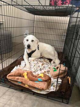 Noah (CP) -  Great Pyrenees Dog for Adoption in Dallas, Texas - Noah (CP) | PetCurious