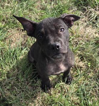 Sylvester McMonkey McBean -  Pit Bull Terrier and American Bully Dog for Adoption in Graham, Texas - Sylvester McMonkey McBean | PetCurious