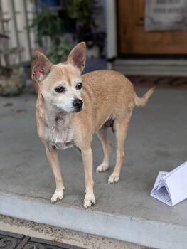 Rescue Chihuahua Dogs for Adoption in Roseville, California - Bambi | PetCurious