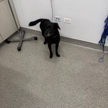 Mixed Breed Dogs Available for Adoption in Matteson, Illinois - Rebel | PetCurious