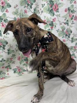 261332  Noodle -  Pit Bull Terrier Dog for Adoption in Wetumpka, Alabama - 261332  Noodle | PetCurious