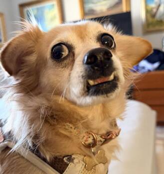 Chihuahua Dogs Available for Adoption in Milton, Georgia - Ashira | PetCurious