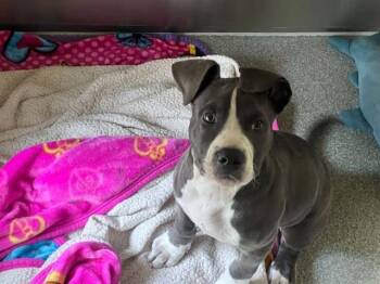 Pit Bull Terrier Dogs Available for Adoption in Tustin, California - MILO | PetCurious