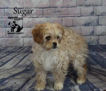 Shih Tzu Dogs Available for Adoption - Sugar | PetCurious