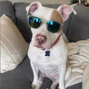 Pop Tart -  Pit Bull Terrier Dog for Adoption in Austin, Texas - Pop Tart | PetCurious