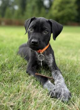 German Shorthaired Pointer Dogs Available for Adoption in Greenville, South Carolina - Mallard | PetCurious