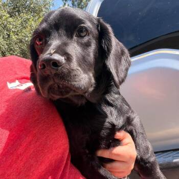 Quasar -  Flat Coated Retriever and Spaniel Dog for Adoption in Savannah, Georgia - Quasar | PetCurious