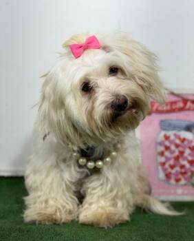 Bubbles-One of our Amazing Rescue Dogs -  Havanese and Maltese Dog for Adoption in Carlsbad, California - Bubbles-One Of Our Amazing Rescue Dogs | PetCurious