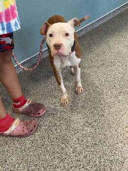 Mixed Breed Dogs Available for Adoption in Palmetto, Florida - BRIDGETTE | PetCurious