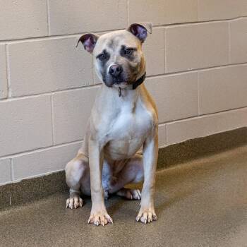 Rescue Pit Bull Terrier Dogs for Adoption in Council Bluffs, Iowa - Lionel | PetCurious