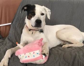 Rescue Hound and Pit Bull Terrier Dogs for Adoption in Albany, New York - Ella | PetCurious